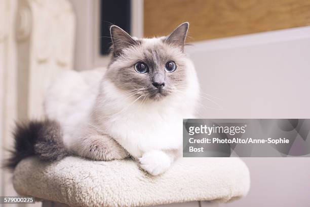 ragdoll cat lying down, portrait - purebred cat fotografías e imágenes de stock
