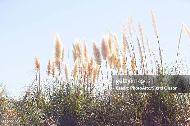 pampas grass swaying in wind against blue sky - pampa stock-fotos und bilder