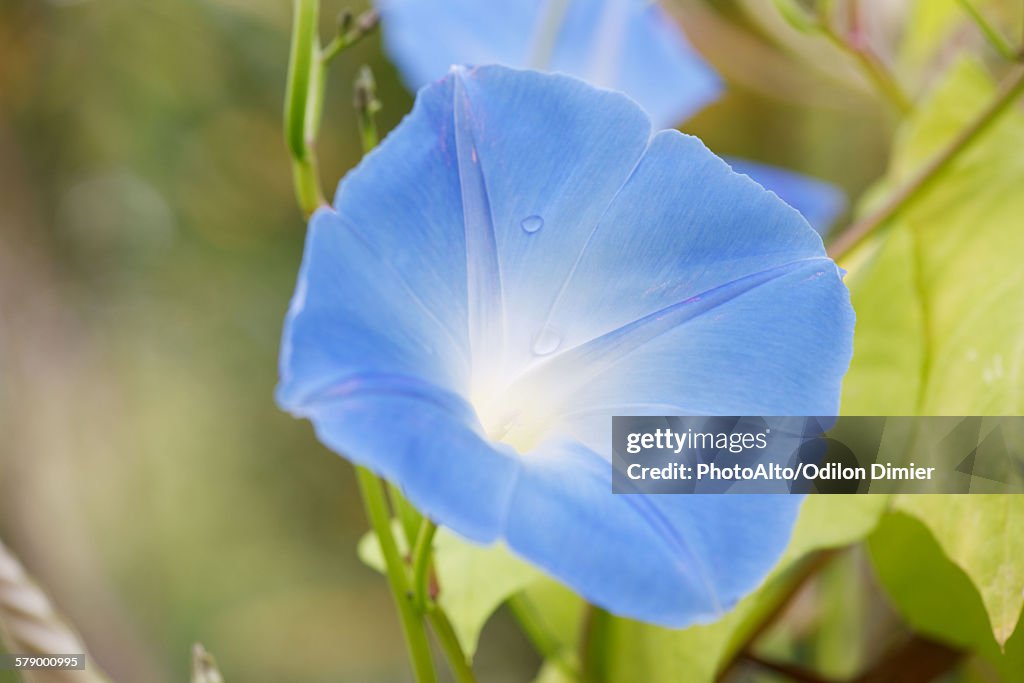 Morning glory flower, close-up