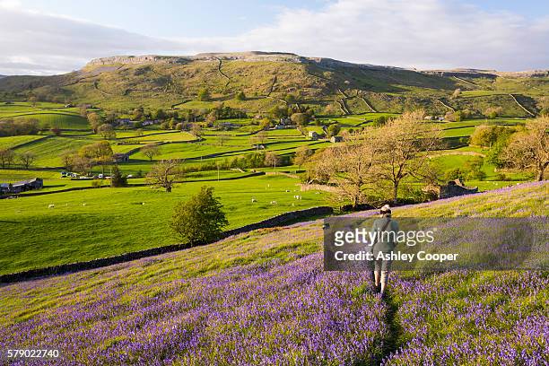 a woman and dog walking through bluebells above austwick in the yorkshire dales, uk. - uncultivated stock pictures, royalty-free photos & images