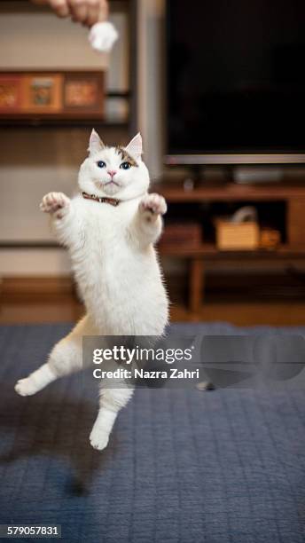 jumping cats - tabby munchkin cat bildbanksfoton och bilder