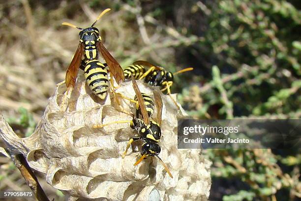 community  - polistes wasps stock pictures, royalty-free photos & images