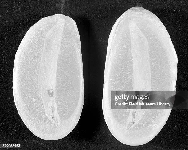 Hagfish fossil, Myxinoidea.