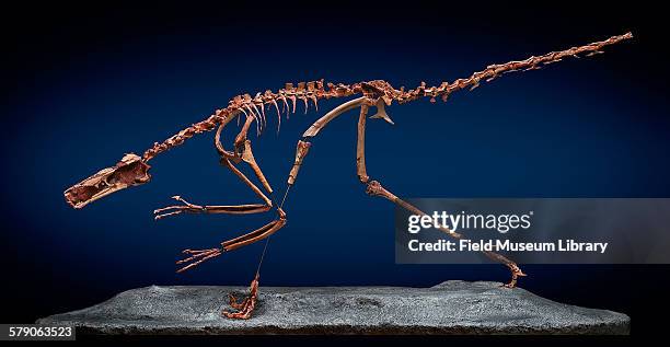 Cast of a new dinosaur found in Patagonia by Pete Makovicky, a buitreraptor gonzalezorum. The long hind limbs indicate that the animal was a fast...