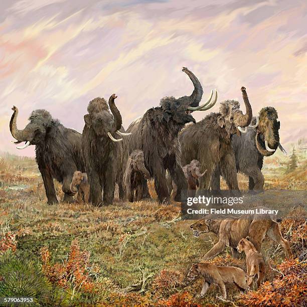 Illustration showing a circle of mammoths and mastodons by Velizar Simeonovski. For the Mammoths and Mastodons: Titans of the Ice Age exhibit at the...