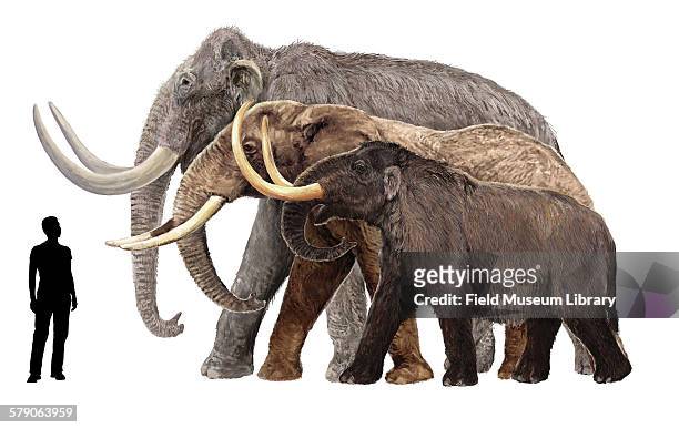 232 Mastodon Animal Photos and Premium High Res Pictures - Getty Images