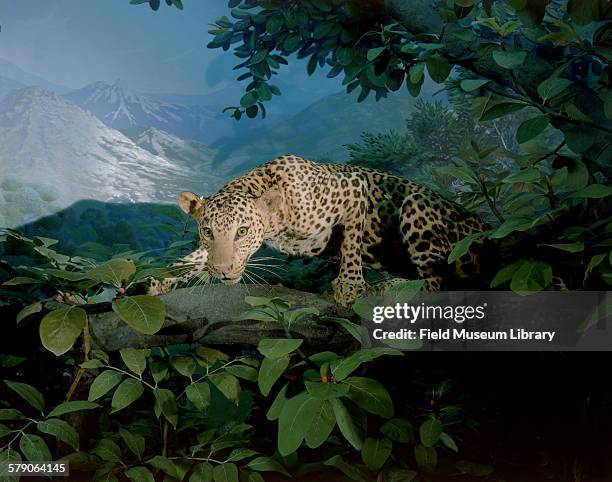 Asian Leopard group diorama, Central India. Hall 17. Shown crouching in a wild fig tree, poised for attack. Animal obtained by the late Colonel JC...