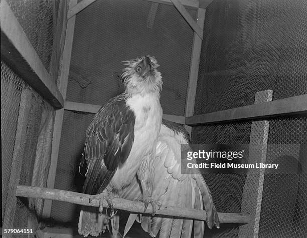 View of a monkey eating eagle in a cage in Davao, Philippines.