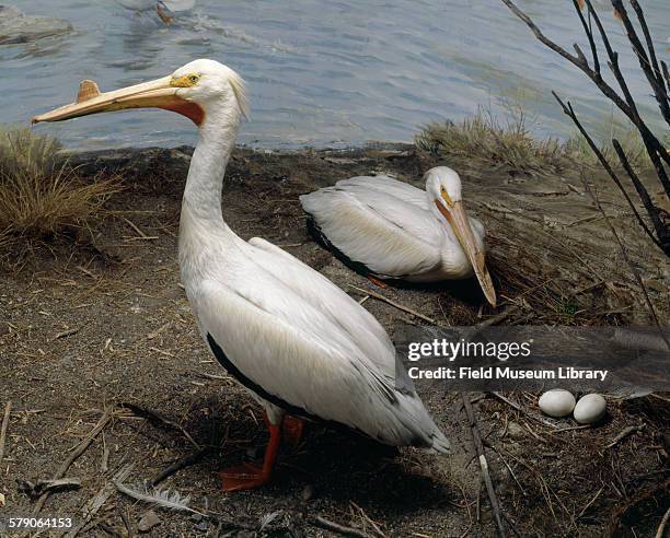 American White Pelicans diorama detail of birds and eggs. Prairie pot holes. Saskatchewan, Canada.