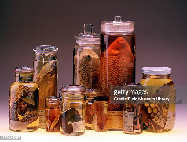 Fish specimens in alcohol jars. Clockwise from far left: 81 Gymnothorax m; 385 Hydrolycus pec; 20 Diodon hystrix; 79 Carpiodes carpio; 95 Balisteo...