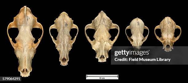 Series of dog skulls from Zoology collection.