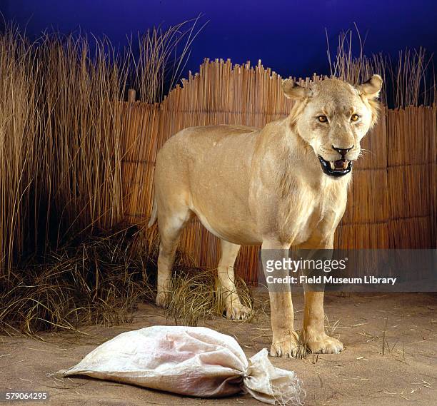 Mfuwe Lion, shot by Wayne Hosek, on exhibit on ground floor.