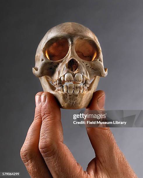 Bill Stanley holds skull of Kipunji, a new primate genus Rungwecebus kipunji.