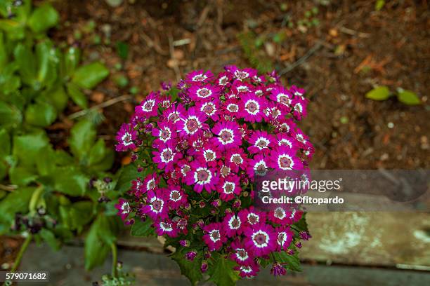cineraria flower in akureyri - cineraria maritima stock pictures, royalty-free photos & images