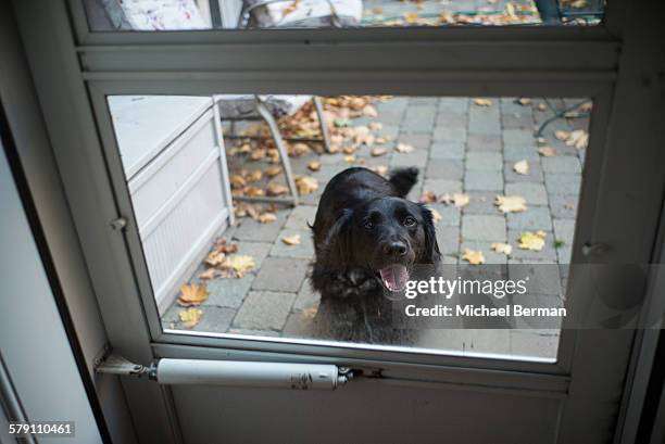 dog barks to get inside - bellen stock-fotos und bilder