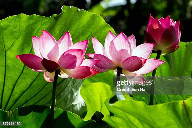 lotus flower and lotus flower plants - lotusrot bildbanksfoton och bilder