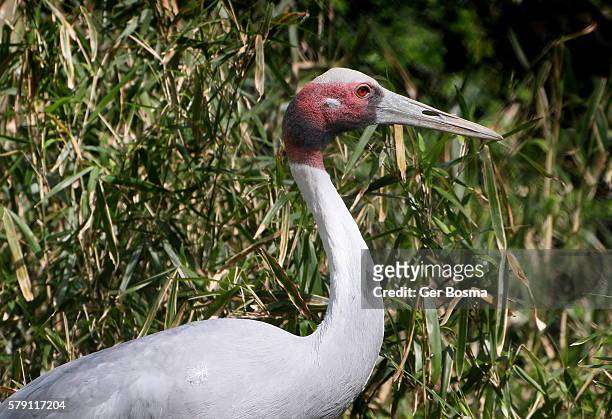 male sarus crane (grus antigone) - animal body stock pictures, royalty-free photos & images
