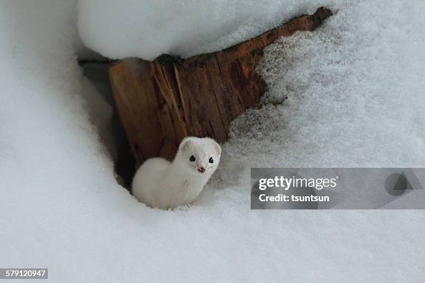 hellow - weasel stock pictures, royalty-free photos & images