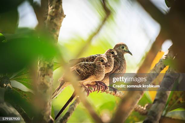 dove family. - anaehoomalu bay stockfoto's en -beelden