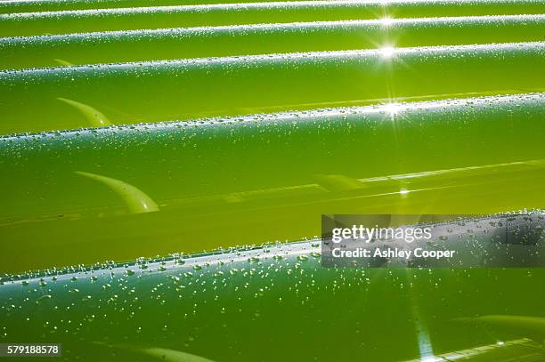 an algaelink algae growing system that is harvested to make ethanol and biodiesel producing oil from algae in this way is much more efficient than from growing traditional plant oil crops like oil seed rape it also has the benefit that it does not take up - biofuel stock pictures, royalty-free photos & images