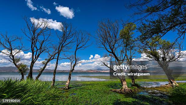 many of the dead trees in the reservoir on a summer day - day of the dead alter stock pictures, royalty-free photos & images