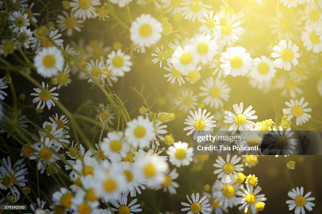 Chamomile field at sunset in Bavaria, Germany