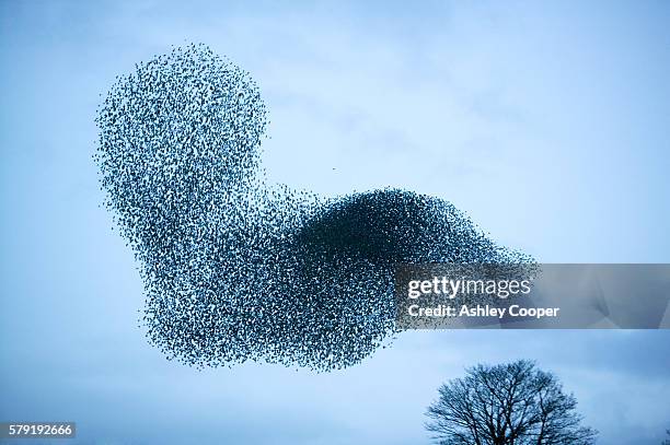 starlings flying to roost near kendal cumbria uk - posado en lo alto fotografías e imágenes de stock