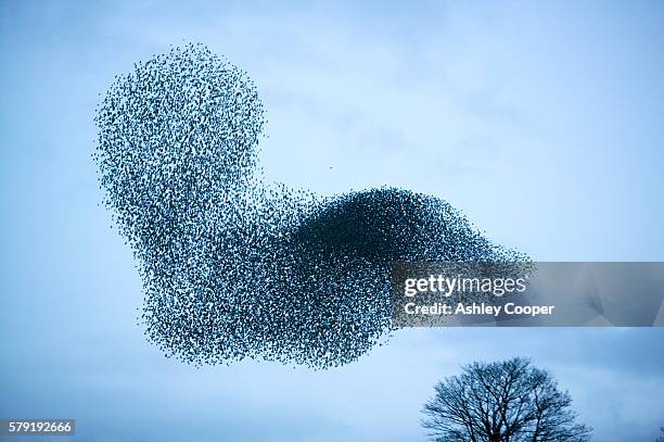 starlings flying to roost near kendal cumbria uk - flock of birds ストックフォトと画像