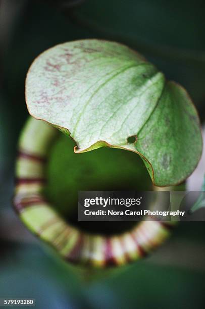 close up of nepenthes macrovulgaris pitcher plant - borneo fotografías e imágenes de stock