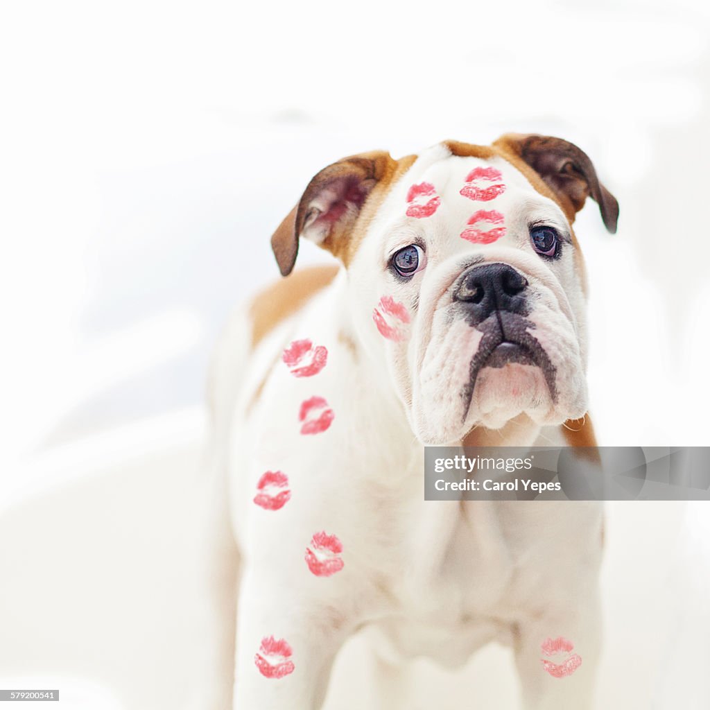 Bulldog with lipstick kisses