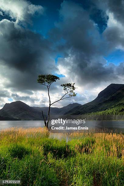 isolated tree, buttermere, english lake district - haystacks lake district stock pictures, royalty-free photos & images