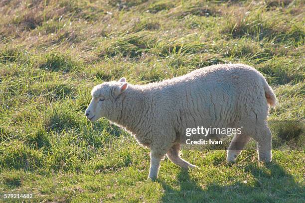 smile sheep, lamp with sunshine on a lawn - sheep cut out stock pictures, royalty-free photos & images