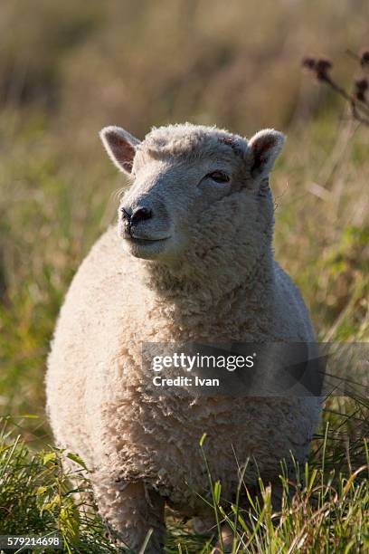 smile sheep, lamp with sun beam in green field - sheep cut out stock pictures, royalty-free photos & images