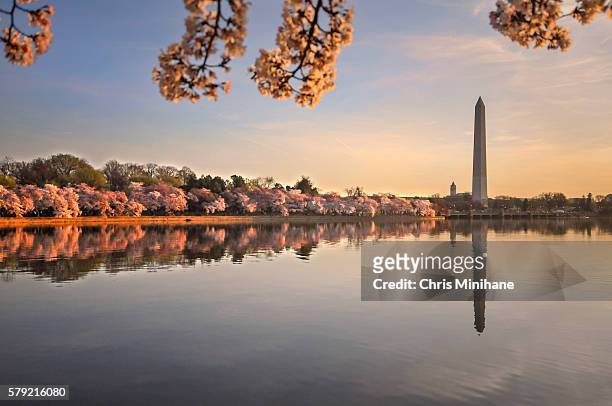 washington monument cherry blossoms - potomac river bildbanksfoton och bilder