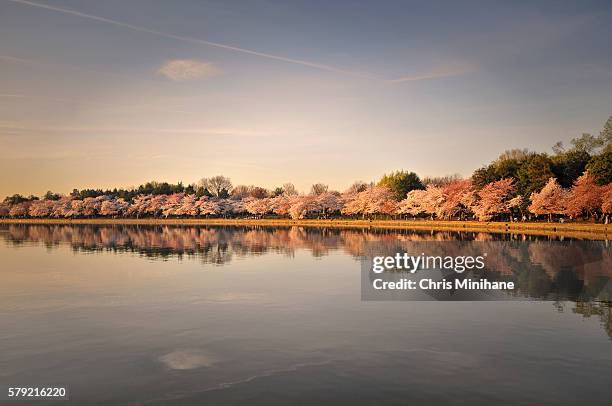 cherry blossoms in bloom washington dc stock photo - potomac river stock pictures, royalty-free photos & images