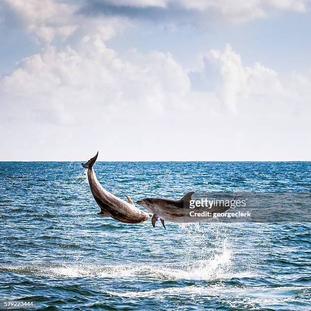 deux dauphins bondissants wild - région du northland photos et images de collection
