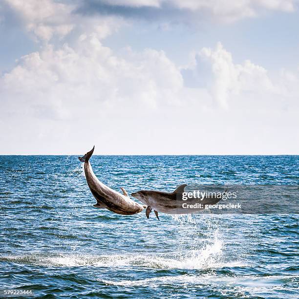 two leaping wild dolphins - bay of islands new zealand stock pictures, royalty-free photos & images