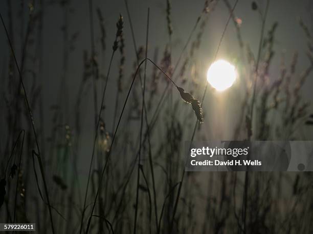 silhouette of straw grass during sunset - coupeville stock pictures, royalty-free photos & images