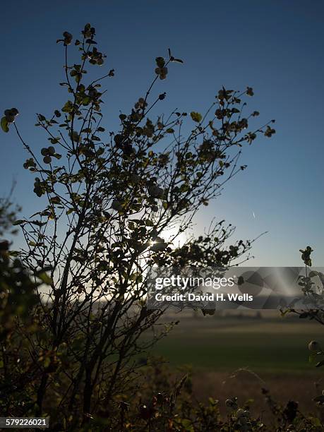 silhouette of plant in front of green field - coupeville stock pictures, royalty-free photos & images