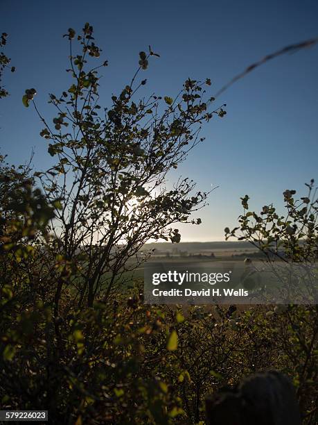 silhouette of plant in front of green field - coupeville stock pictures, royalty-free photos & images