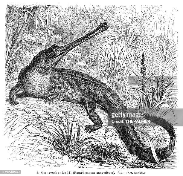 gharial engraving 1896 - indian gharial stock illustrations