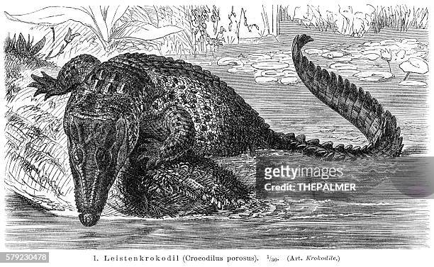 salzwasser krokodil gravgrav1 1896 - crocodylus porosus stock-grafiken, -clipart, -cartoons und -symbole