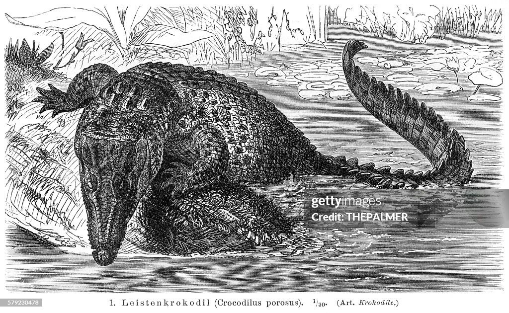 Saltwater crocodile engraving 1896
