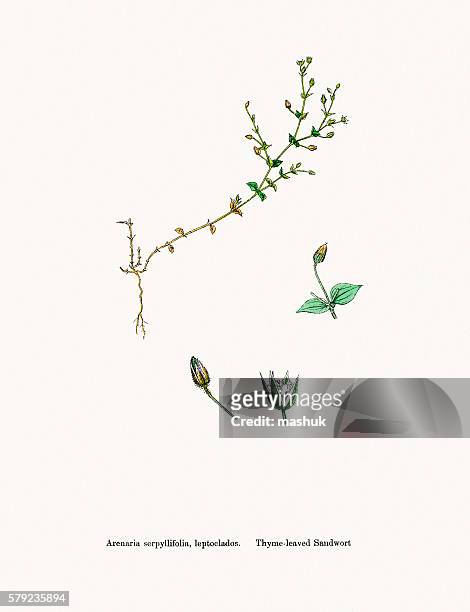 sandkrautpflanze - sandwort stock-grafiken, -clipart, -cartoons und -symbole
