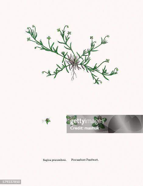 ilustraciones, imágenes clip art, dibujos animados e iconos de stock de planta de pearlwort - chickweed