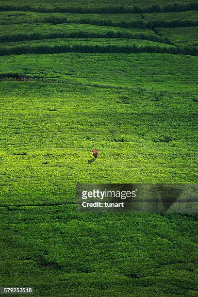 travailleuse dans une plantation de thé du sri lanka - sri lanka and tea plantation photos et images de collection