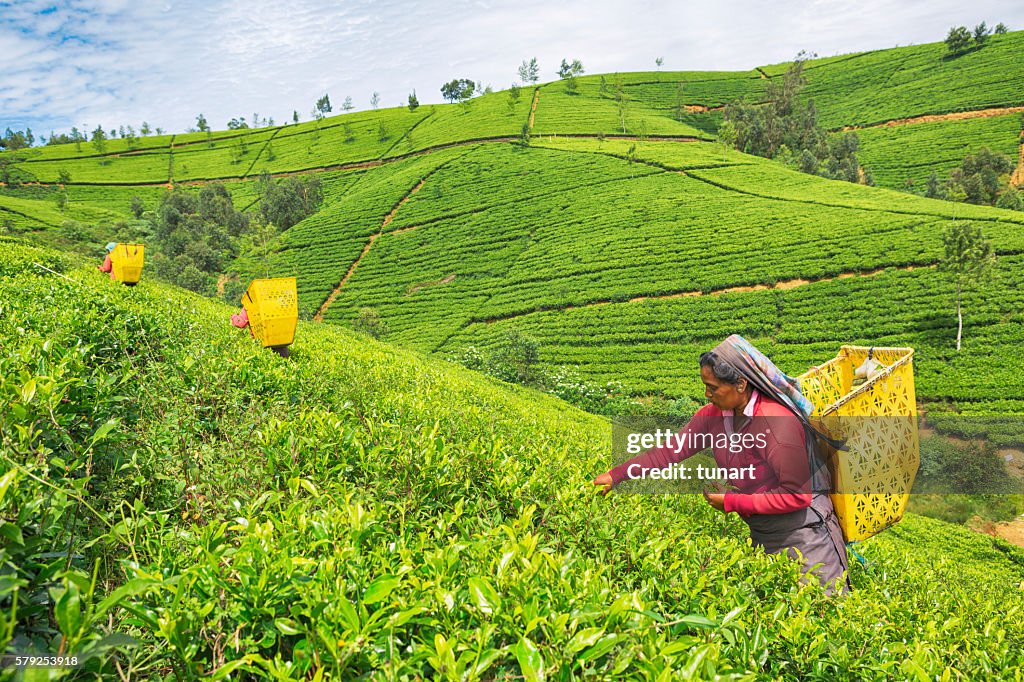 Hembra Trabajador en plantaciones de té de Sri Lanka