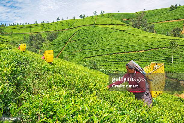 female worker in tea plantations of sri lanka - plantation tea bildbanksfoton och bilder