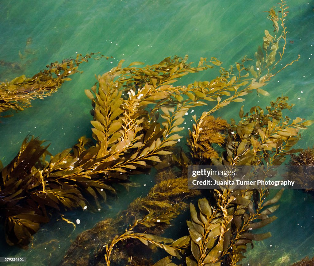 Kelp