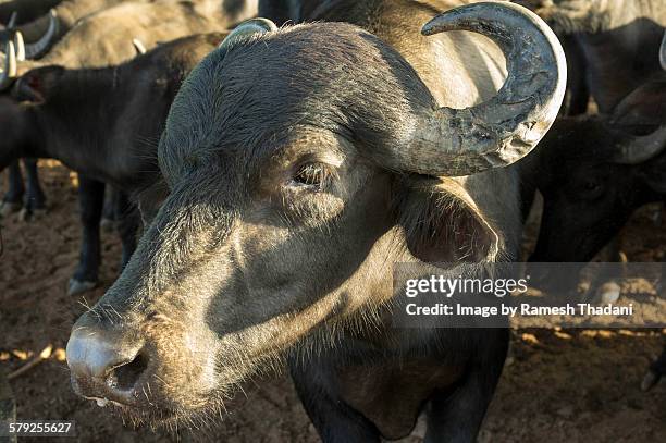 water buffalo - kérabau photos et images de collection